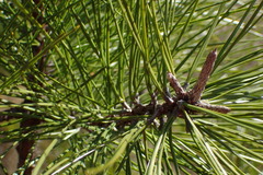 Pinus serotina