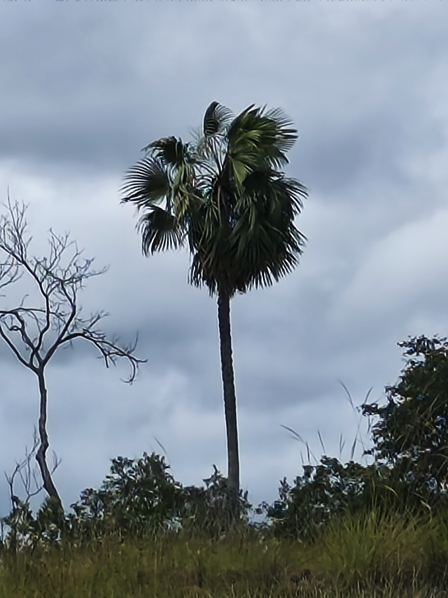 Imagem de carnaúba