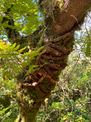 Hare's-Foot Fern (Davallia canariensis)