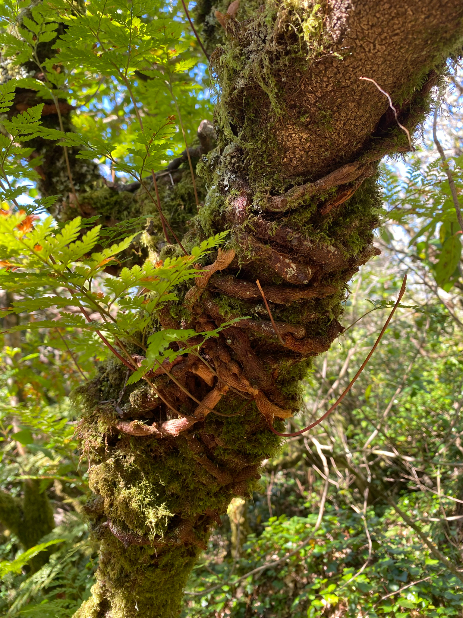 Hare's-Foot Fern (Davallia canariensis)