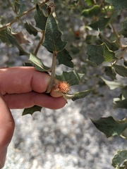 Cynips acraspiformis