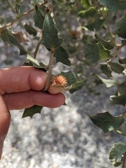 Cynips acraspiformis