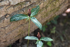 (c) Ryan Watson, some rights reserved (CC BY) Trillium lancifolium, photograph (c) Ryan Watson, some rights reserved (CC BY)
