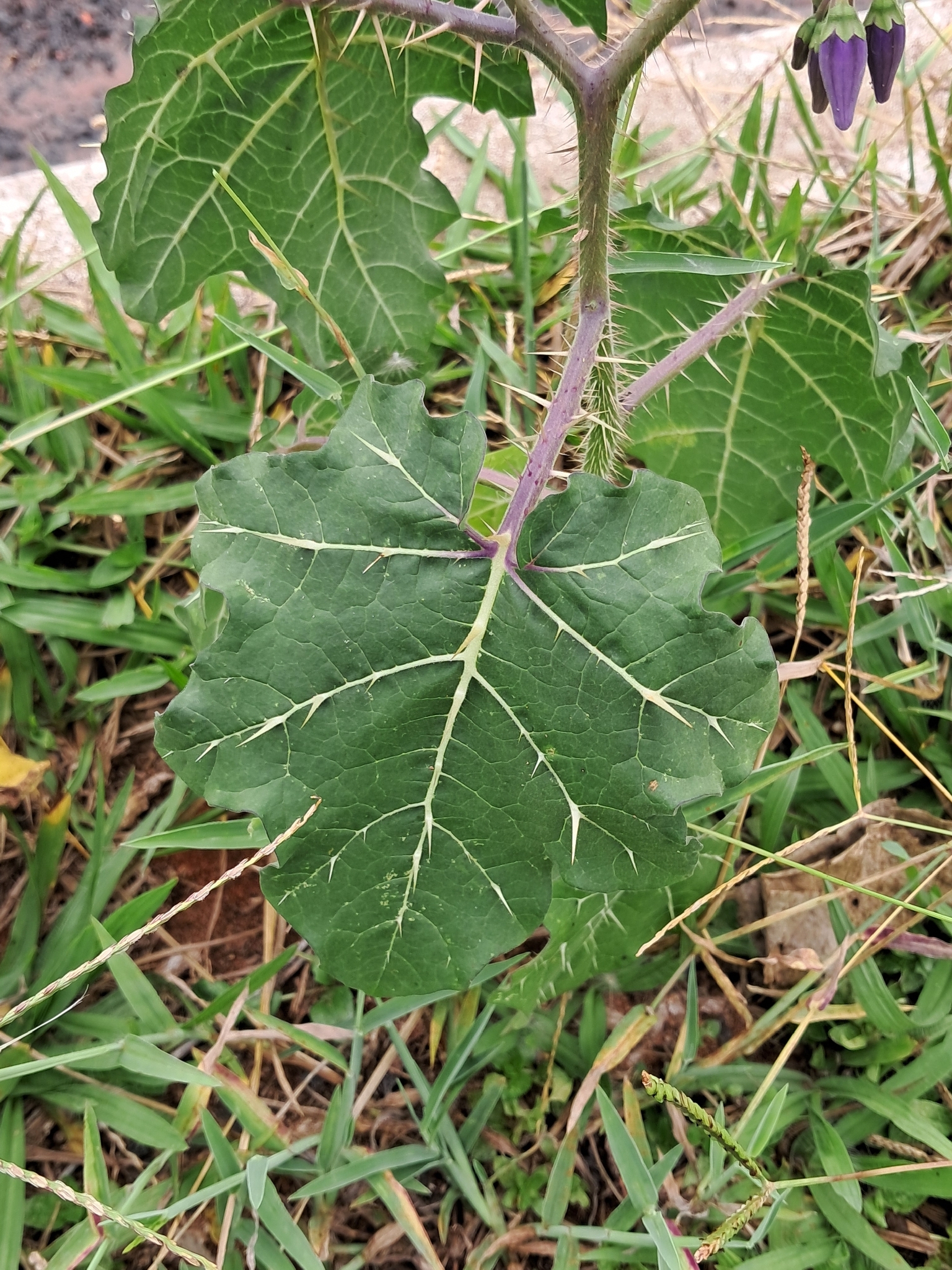Solanum palinacanthum