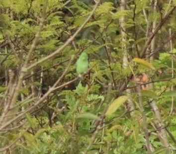 Spectacled Parrotlet (Forpus conspicillatus), photo 7