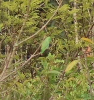 Spectacled Parrotlet (Forpus conspicillatus), photo 8