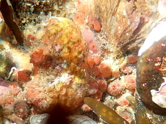 Metandrocarpa protostigmatica