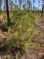 Pinus serotina