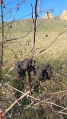 Eriosoma lanuginosum