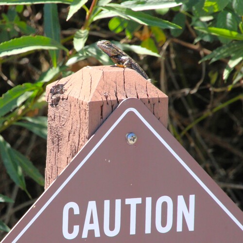 iNaturalist observation photo of Great Basin Fence Lizard