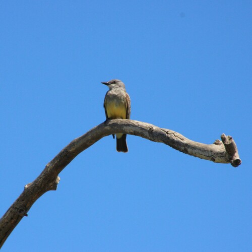 iNaturalist observation photo of Cassin's Kingbird