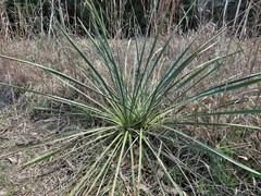 Yucca louisianensis