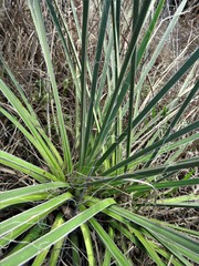 Yucca louisianensis