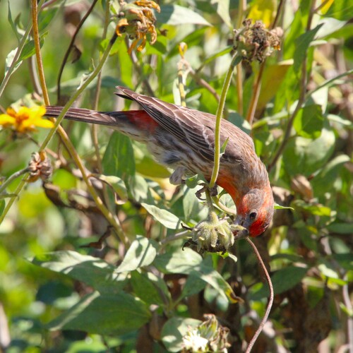 iNaturalist observation photo of House Finch