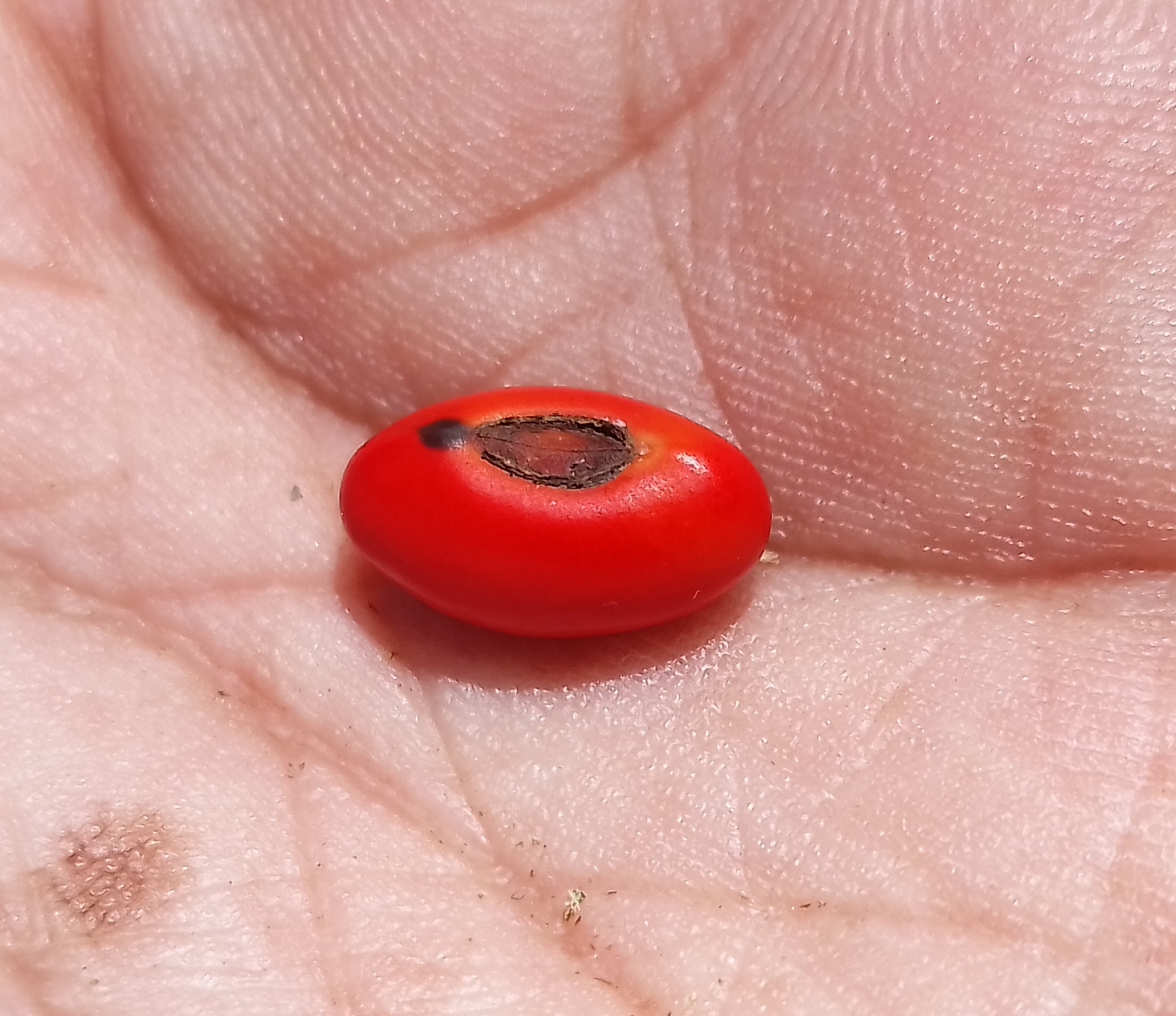 Foto de Erythrina americana Mill.