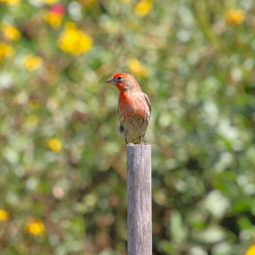 iNaturalist observation photo of House Finch