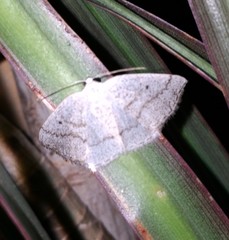 Lomographa glomeraria