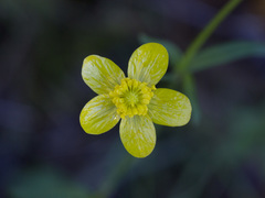 Ranunculus occidentalis occidentalis