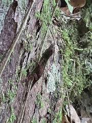 Anolis distichus