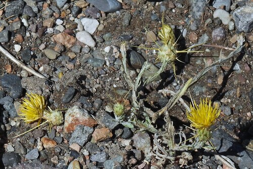 Yellow Star-Thistle (Centaurea solstitialis)