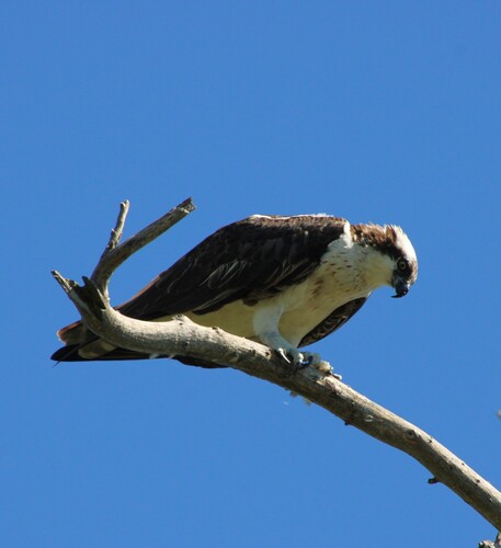 iNaturalist observation photo of Osprey