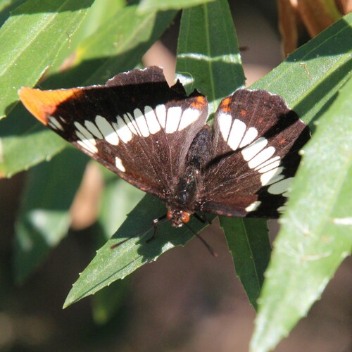 iNaturalist observation photo of Lorquin's Admiral
