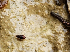 Elaphropus