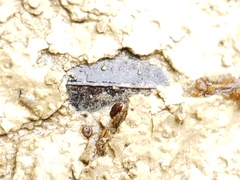 Elaphropus