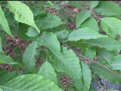 Carpinus tschonoskii