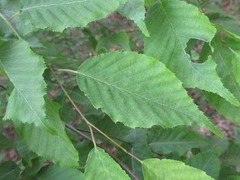 Carpinus tschonoskii