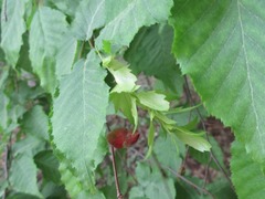 Carpinus tschonoskii