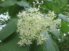 Cornus controversa