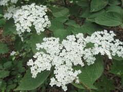 Viburnum erosum