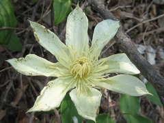 Clematis patens