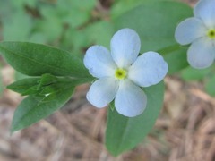 Trigonotis radicans sericea