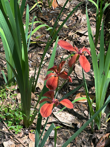Iris nelsonii