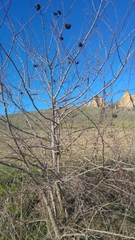 Eriosoma lanuginosum