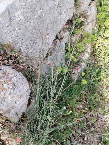 Brown Vetch (Lathyrus setifolius)