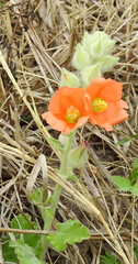 Sphaeralcea lindheimeri