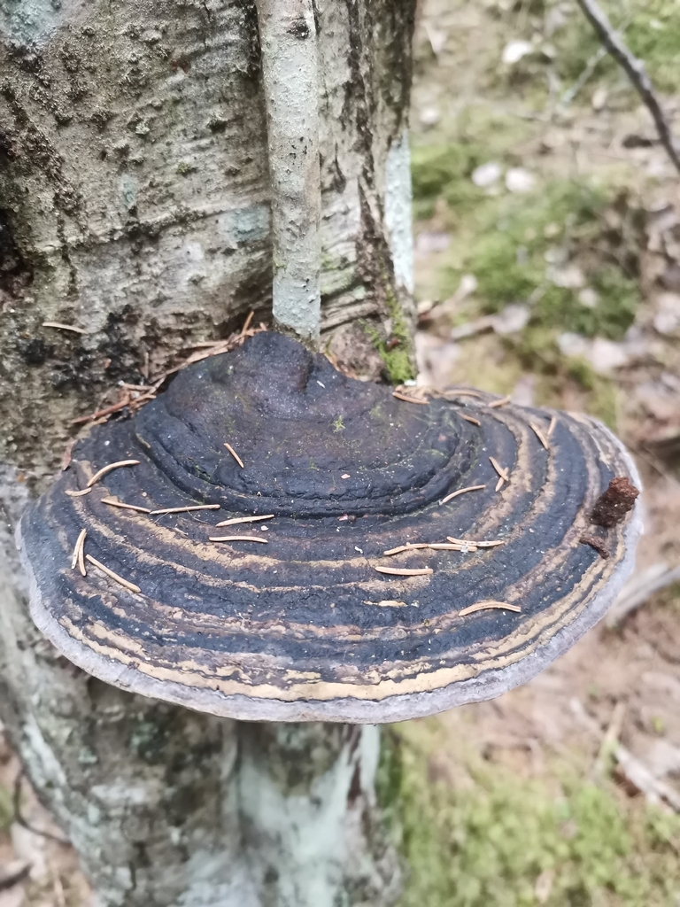 Phellinus alni · April 2026 · photo: © kaitaaho (iNaturalist, cc0)