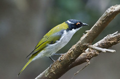 White-Naped Honeyeater photo 3