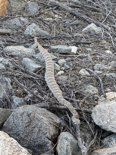 iNaturalist observation photo of Southwestern Speckled Rattlesnake