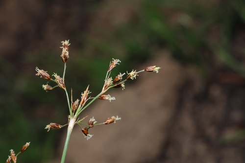 Fimbristylis thomsonii, 2026-04-02