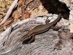 Phoenicolacerta troodica