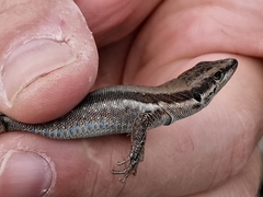 Phoenicolacerta troodica