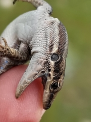 Phoenicolacerta troodica