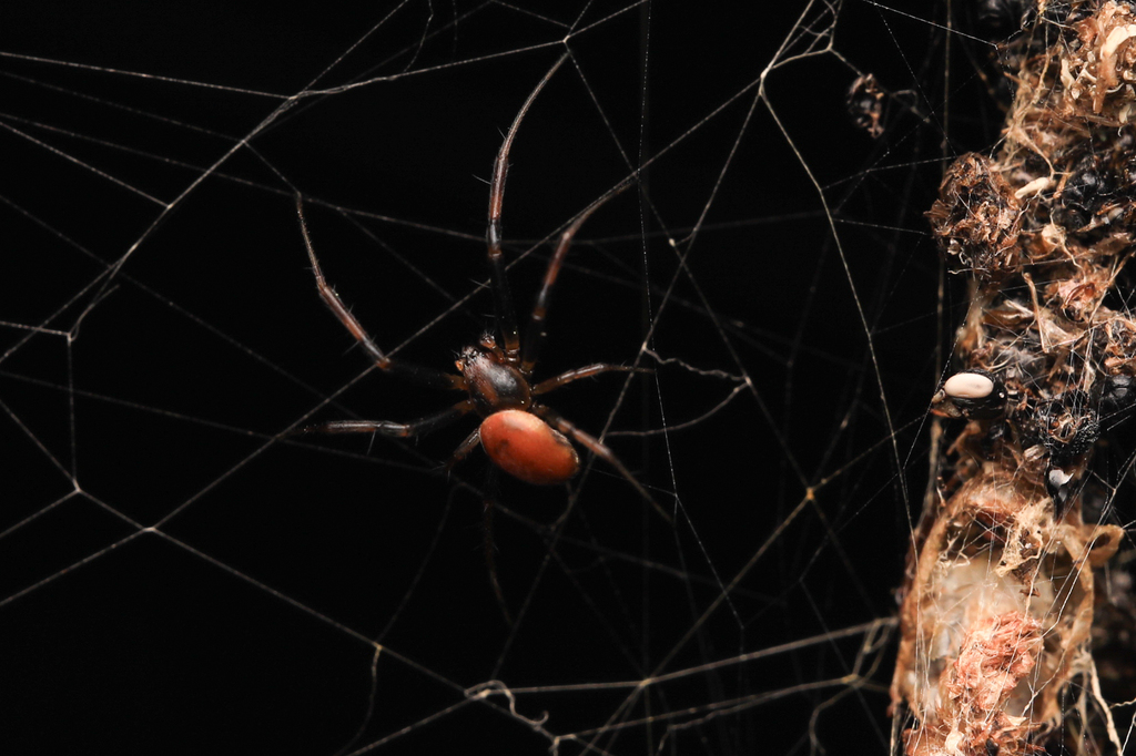 Australian Golden Orbweaver