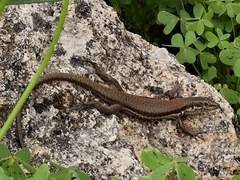 Phoenicolacerta troodica