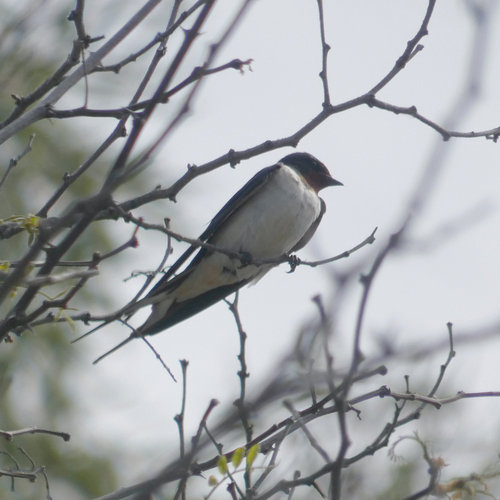 Avistamiento "Golondrina Tijereta, Golondrina de Horquilla"