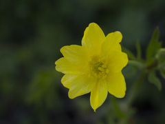 Ranunculus canus canus